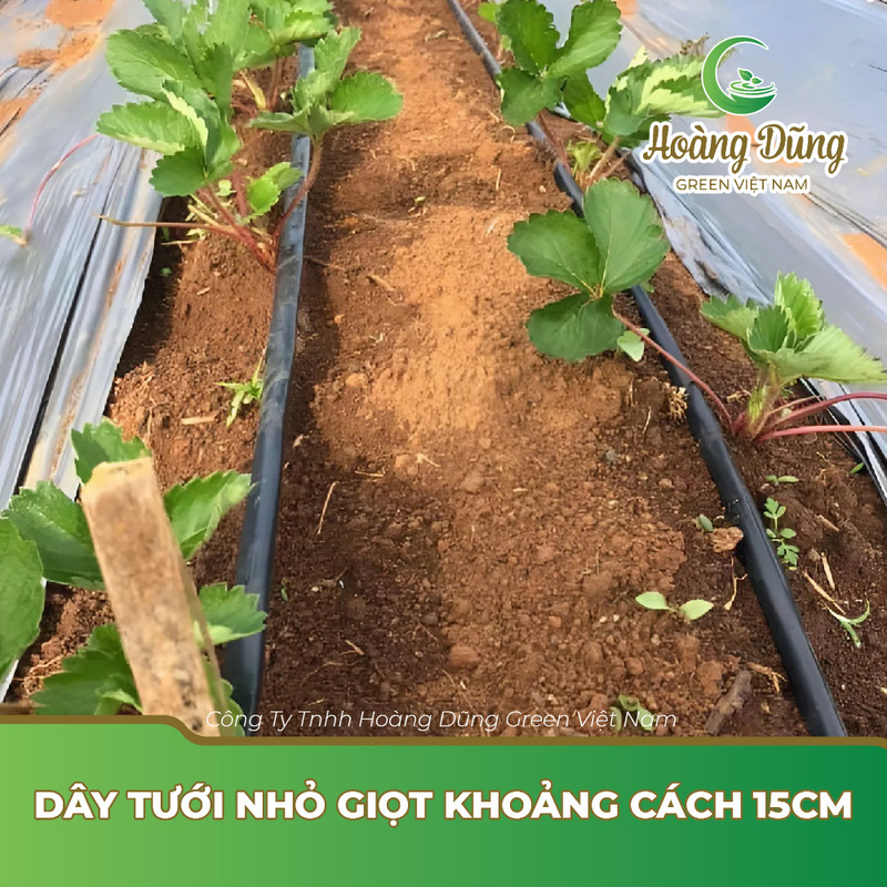 Dây tưới nhỏ giọt khoảng cách 15cm